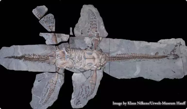 Researchers surprised: what a 183 million-year-old dinosaur really looked like revealed